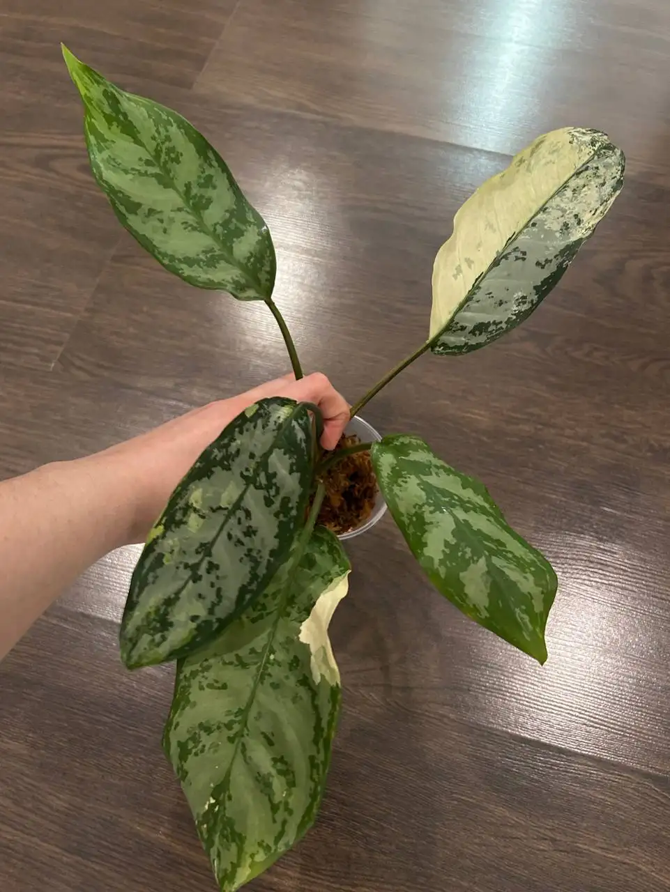 Продажа Аглаонемы Манила вариегатной - Комнатные растения (Хобби и отдых) в Красноярск