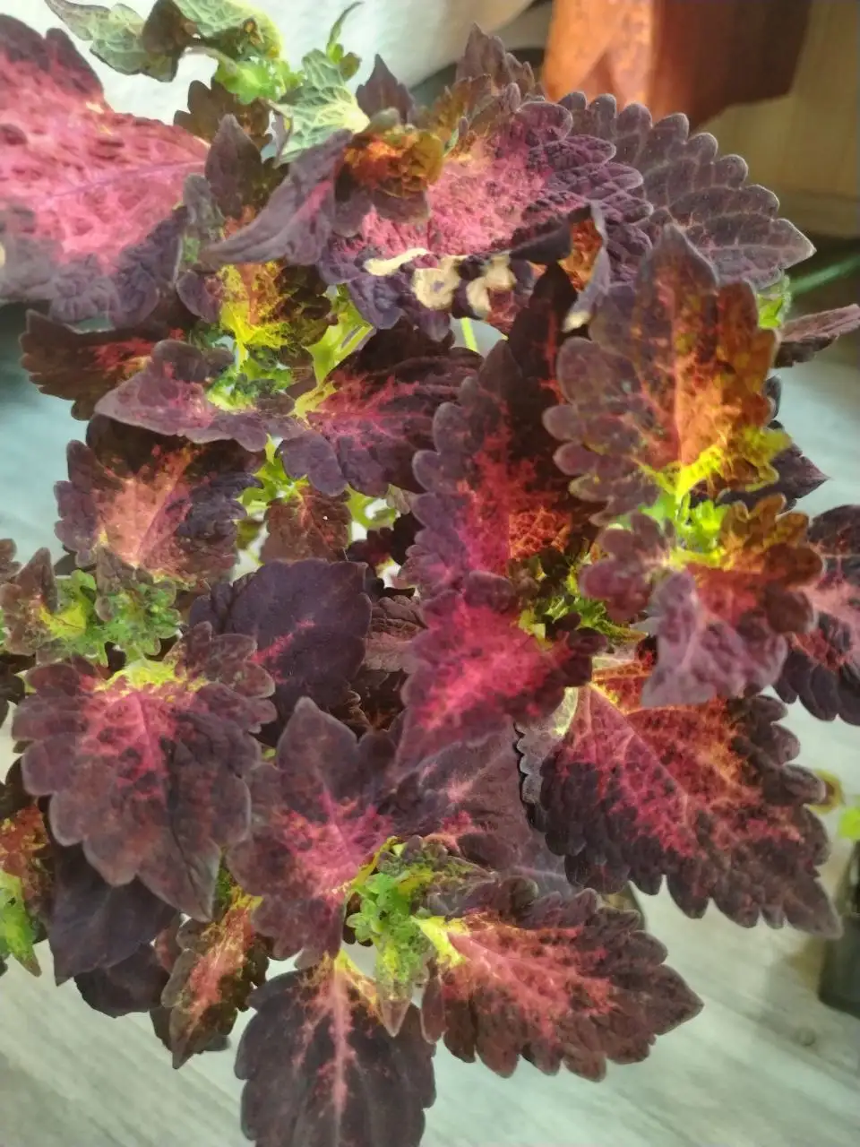 Укорененные черенки колеусов и пеларгоний в Красноярске - Комнатные растения (Хобби и отдых) в Красноярск