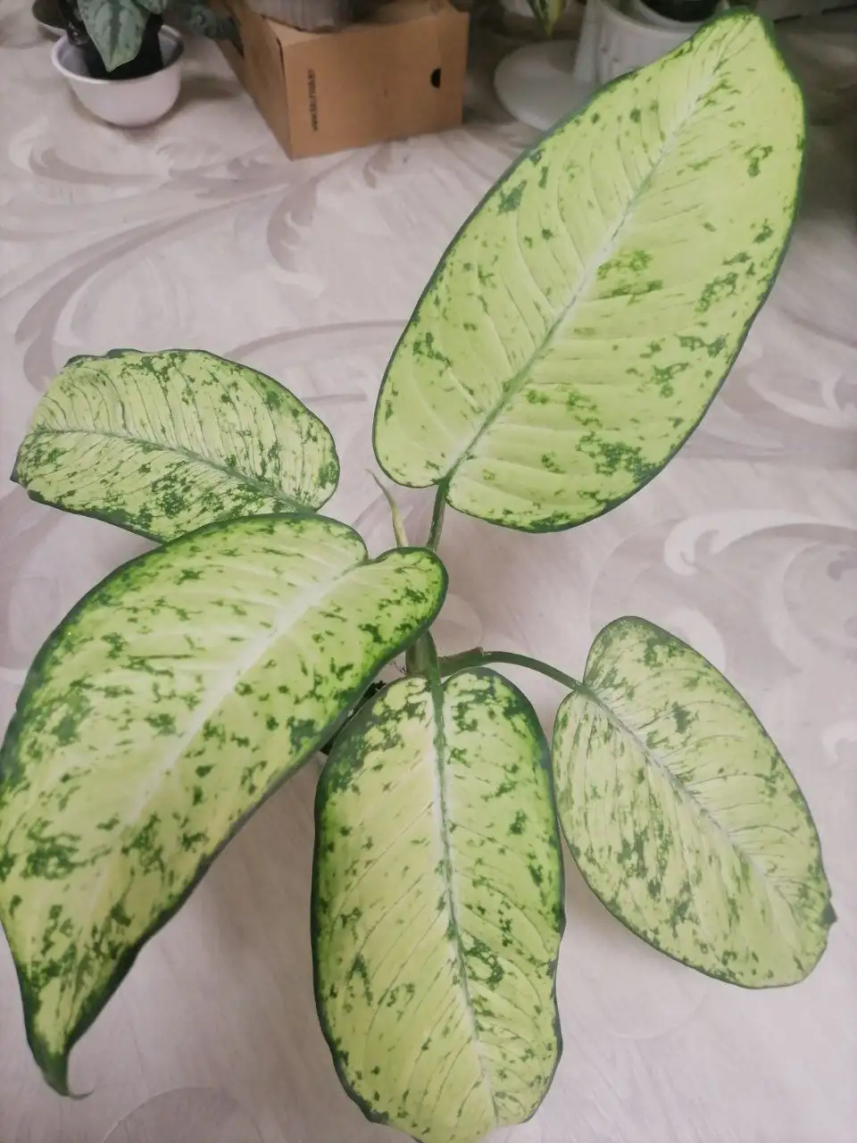 Дифа, молодое растение - Комнатные растения (Хобби и отдых) в Красноярск