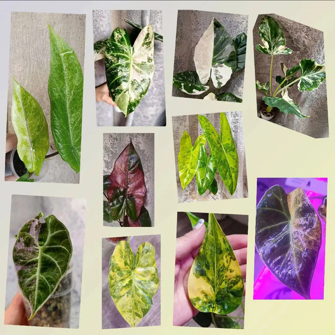 Продажа клубней и деток алоказии - Комнатные растения (Хобби и отдых) в Братск