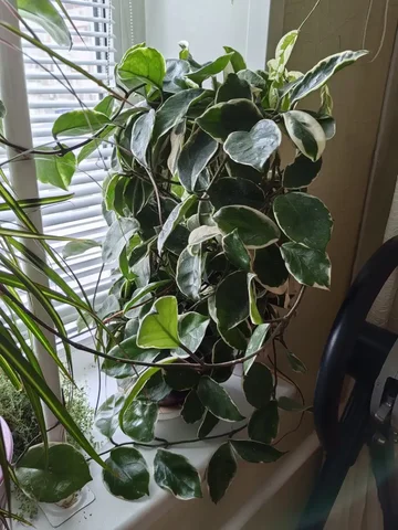 Хойя Carnosa Gammal взрослое растение на опоре - Конструкторы в Красноярск