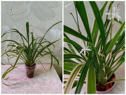 Хлорофитум Лаксум без висюлек с детками - Конструкторы в Красноярск