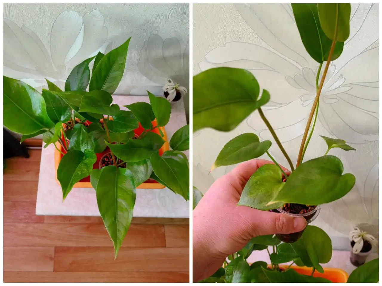 Антуриум выращенный из семян из Тая - Комнатные растения (Хобби и отдых) в Красноярск