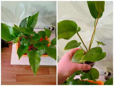 Антуриум выращенный из семян из Тая - Конструкторы в Красноярск