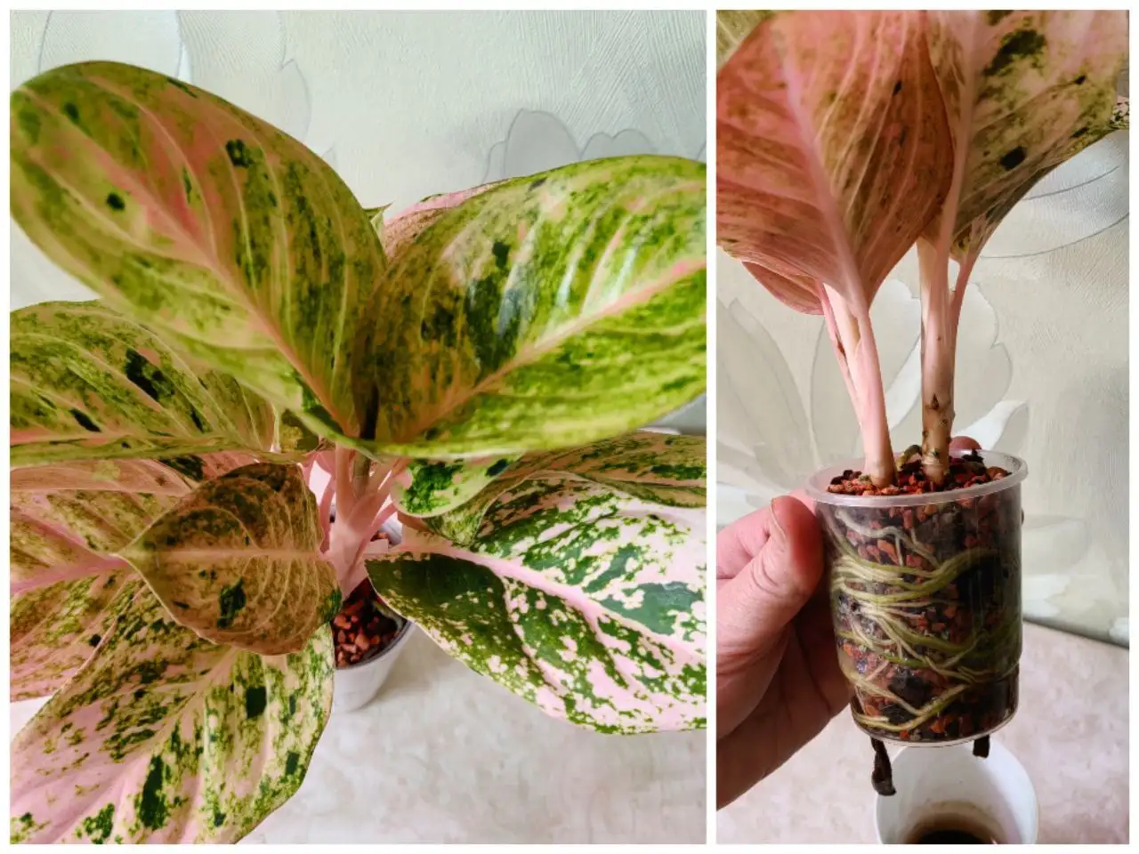 Аглаонема Gamlai Tong с двумя макушками - Комнатные растения (Хобби и отдых) в Красноярск