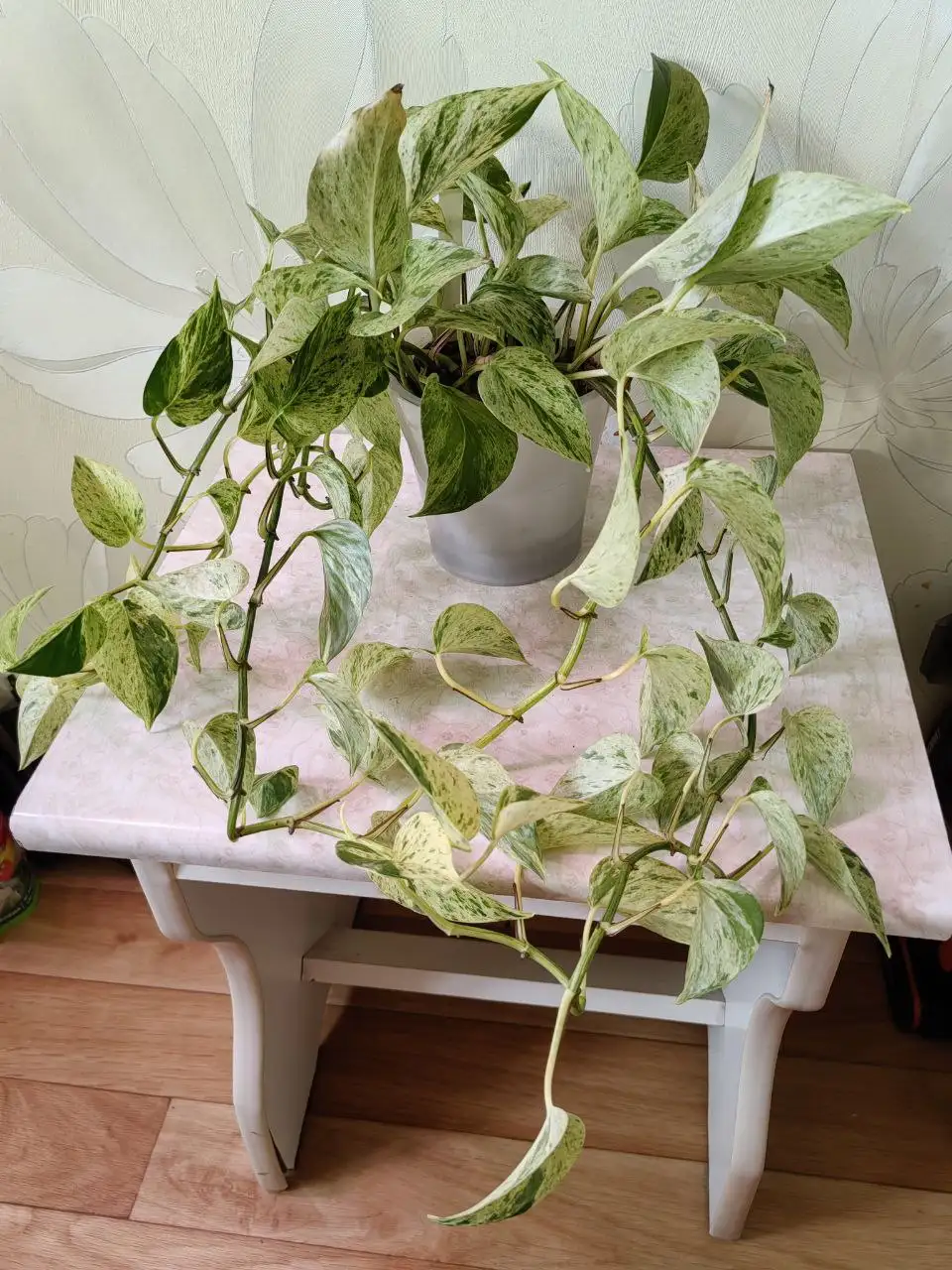 Эпипренум Snow Queen с несколькими черенками - Комнатные растения (Для дома и дачи) в Красноярск