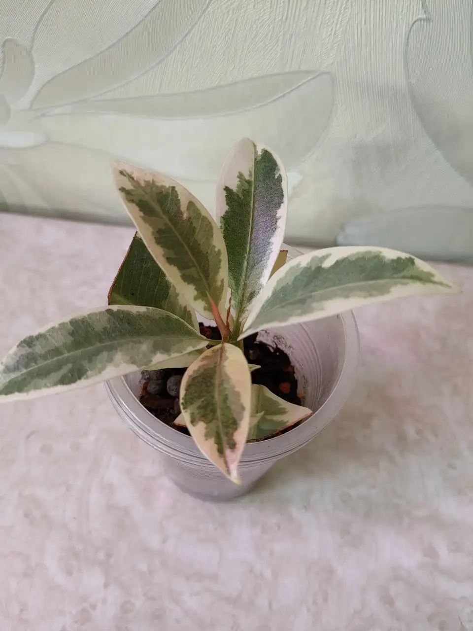 Фикус Мелани Вариегатный подросток в активном росте - Комнатные растения (Хобби и отдых) в Красноярск