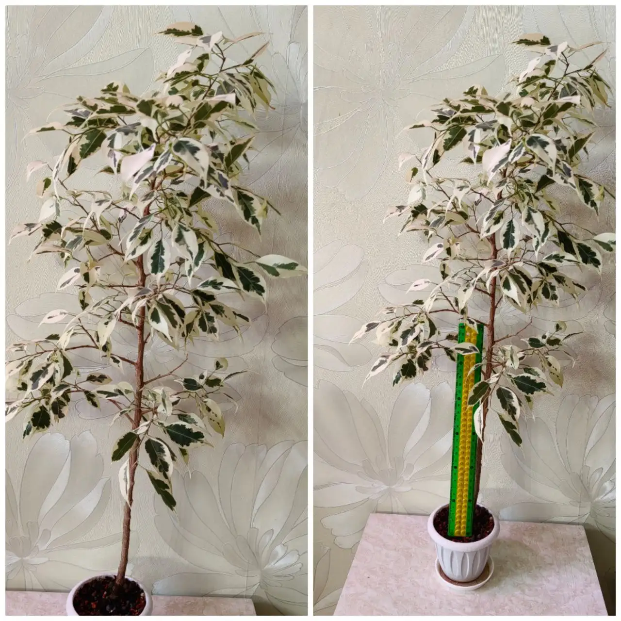 Фикус Твилайт взрослый - Комнатные растения (Хобби и отдых) в Красноярск