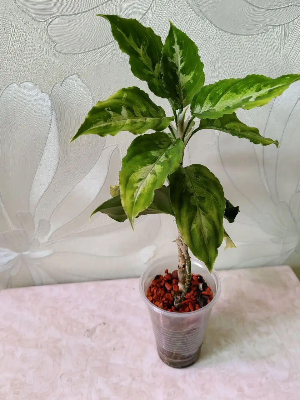 Аглаонема Пиктум Триколор две растюшки в горшке - Комнатные растения (Хобби и отдых) в Красноярск