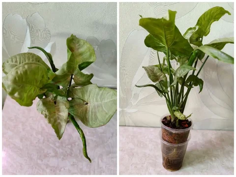 Сингониум Dazzle Color кустовой сорт черенки - Товары для животных в Красноярск