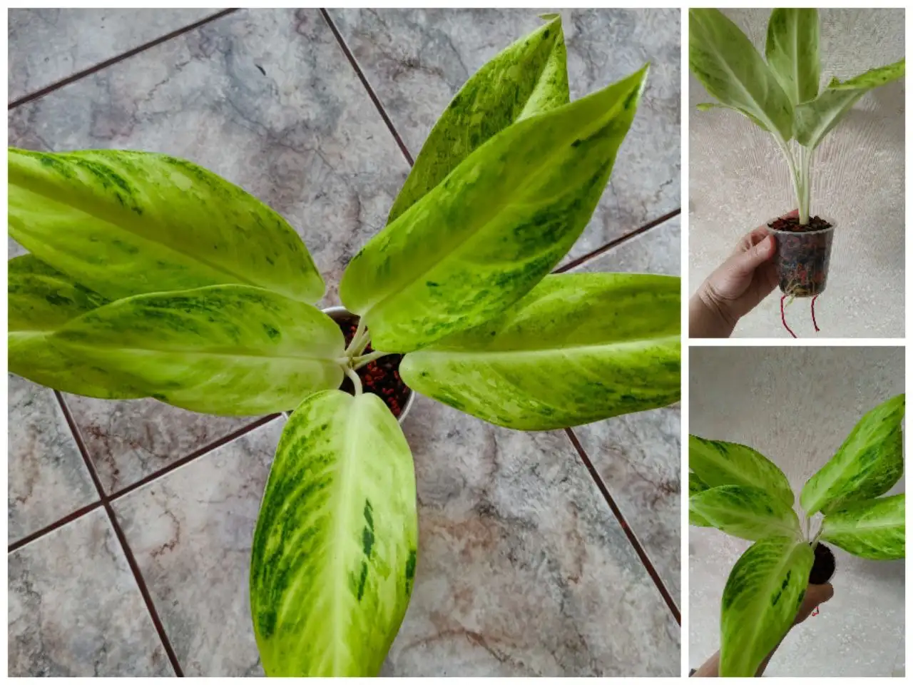 Аглаонема Sundrop, посажена макушка - Комнатные растения (Хобби и отдых) в Красноярск