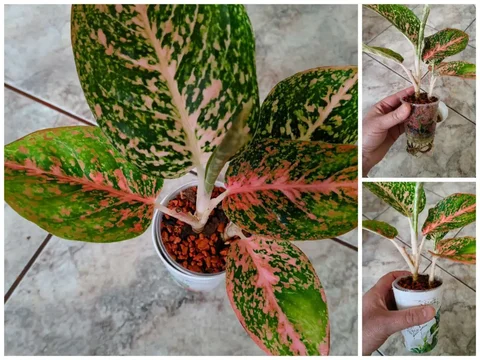 Аглаонема Orange две макушки - Конструкторы в Красноярск