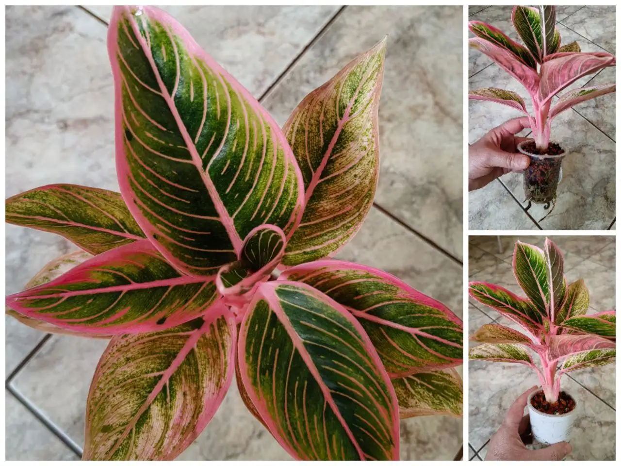 Аглаонема Lotus, посажена макушка - Комнатные растения (Хобби и отдых) в Красноярск