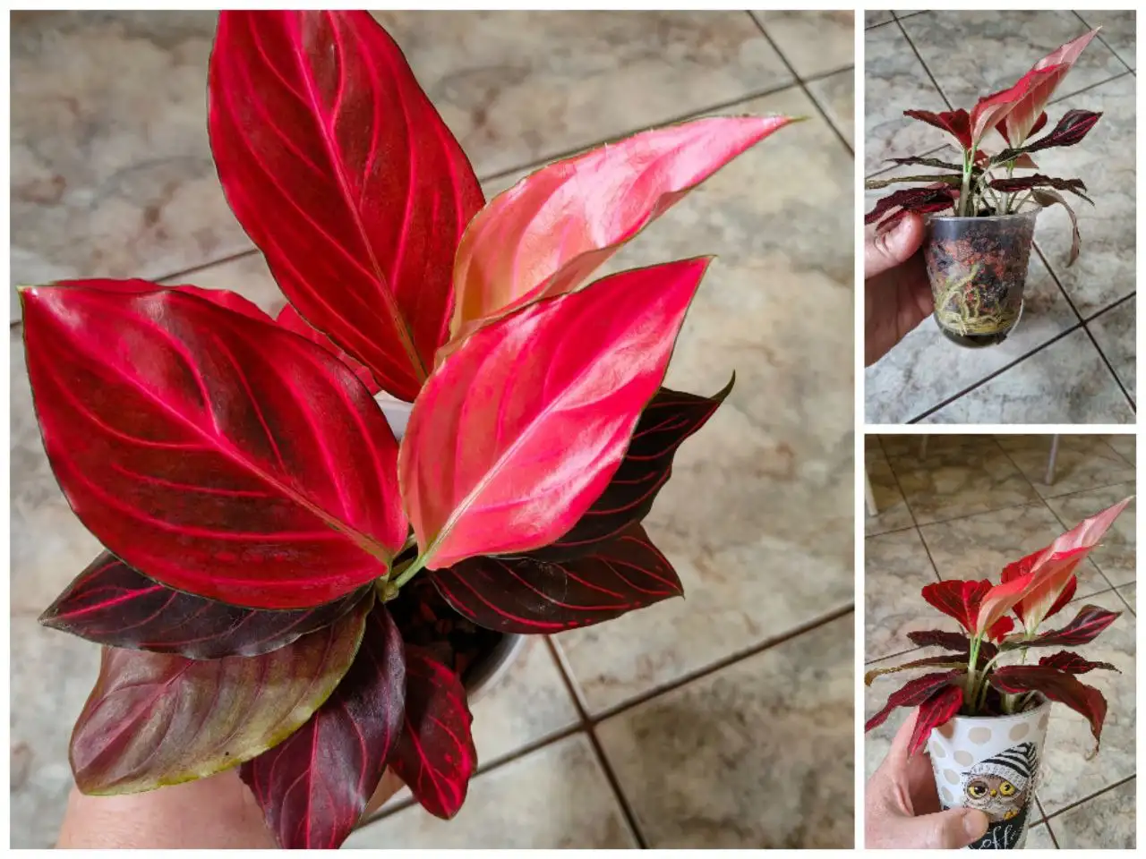 Аглаонема Red Vein с тремя макушками - Комнатные растения (Хобби и отдых) в Красноярск