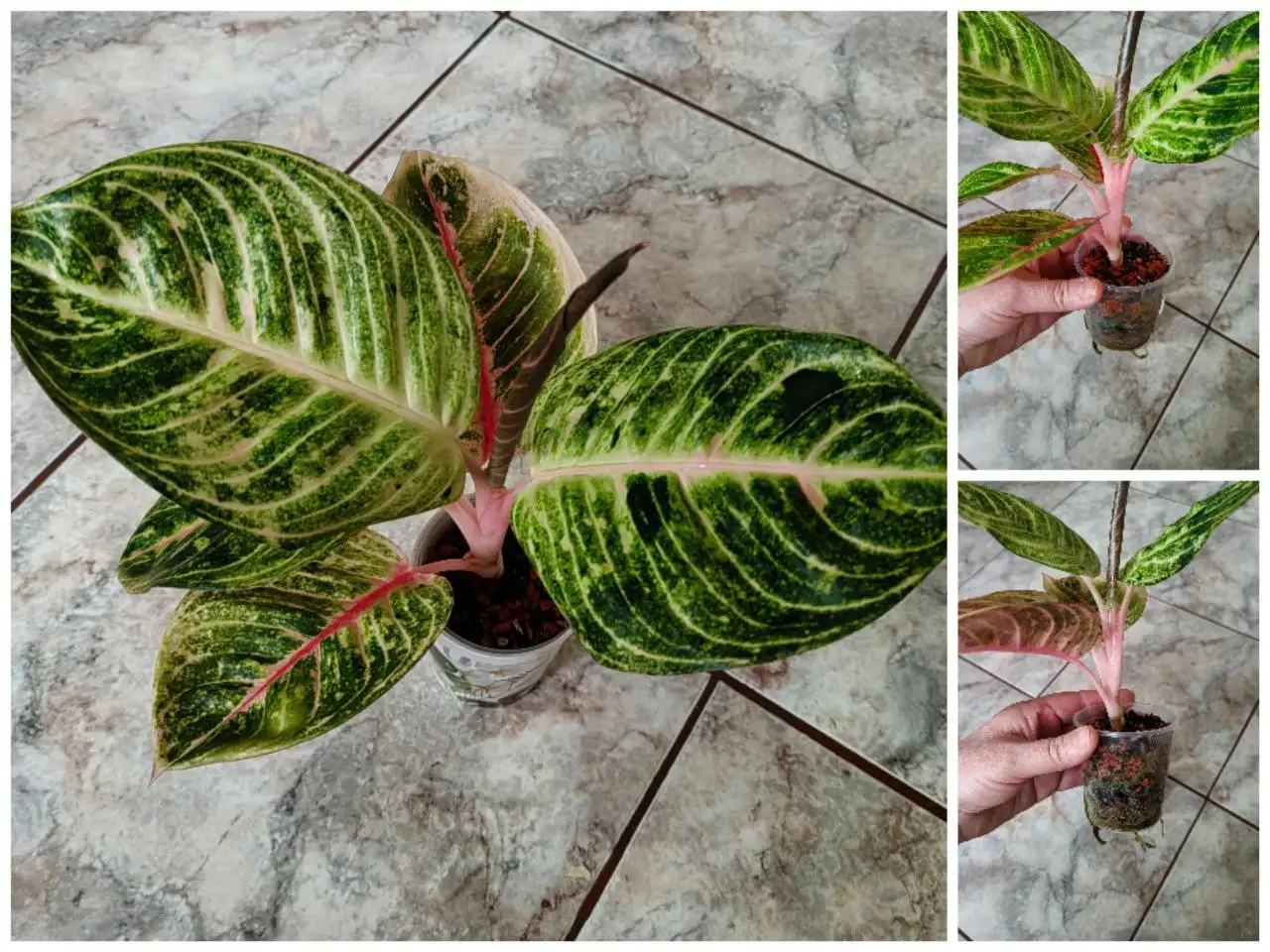 Аглаонема Moon Light - Комнатные растения (Барахолка) в Красноярск