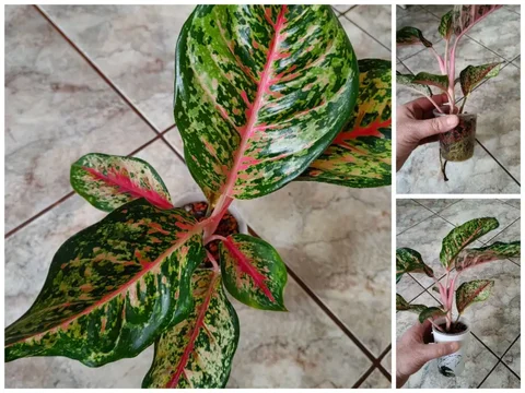 Аглаонема 10 Karat - Конструкторы в Красноярск