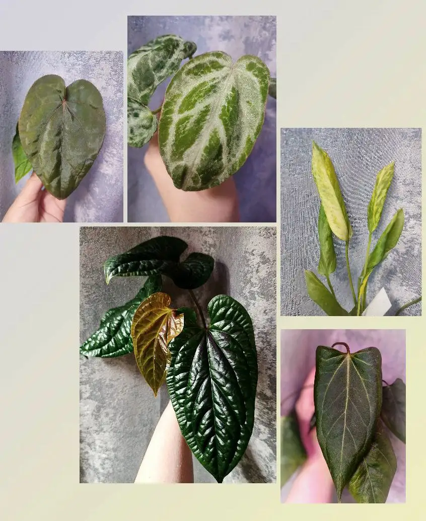 Продажа антуриумов - Комнатные растения (Хобби и отдых) в Братск