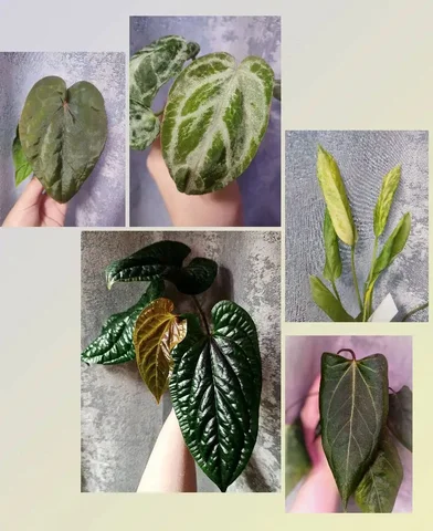 Продажа антуриумов - Ножи в Братск