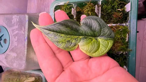 Продам детку шкуры ауреа в Красноярске - Конструкторы в Красноярск