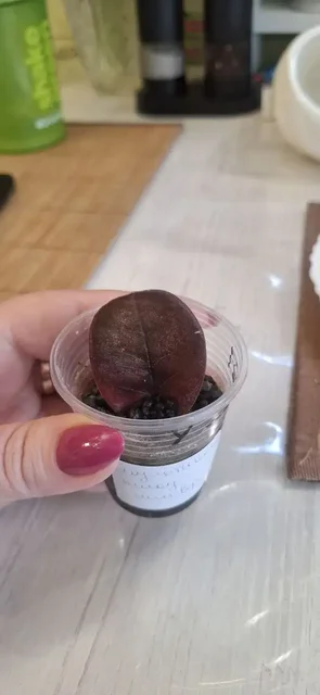 Продам замиокулькас укорененный листик Еллоу Сильвер мультиколор - Конструкторы в Красноярск