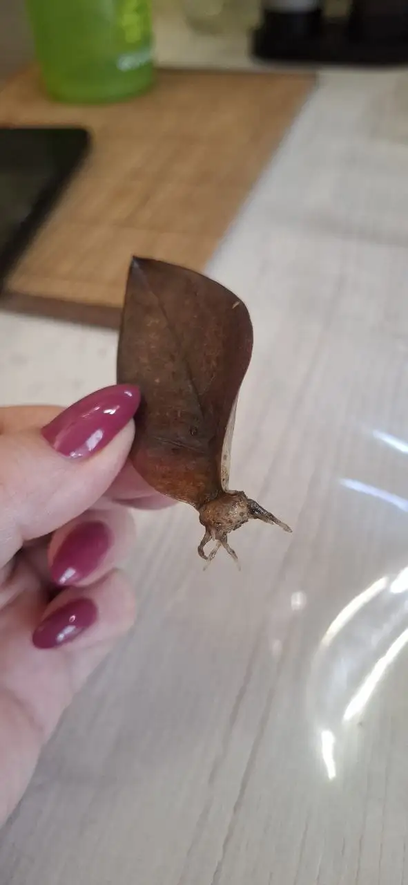 Продам замиокулькас укорененный листик Еллоу Сильвер мультиколор - Комнатные растения (Хобби и отдых) в Красноярск