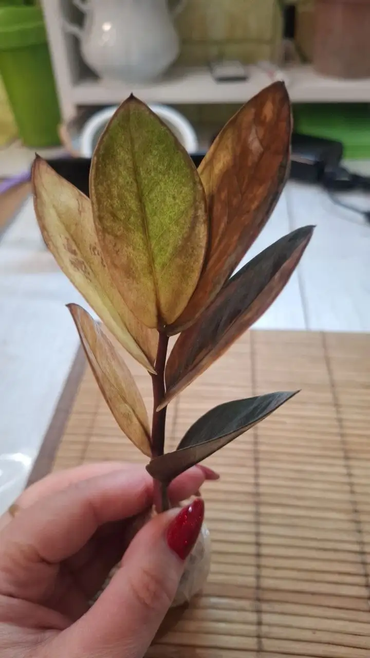 Продам замиокулькас укорененный листик Еллоу Сильвер мультиколор - Комнатные растения (Хобби и отдых) в Красноярск