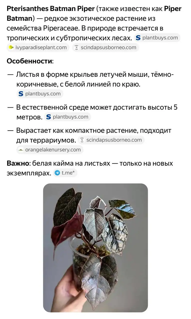 Настоящее растение с названием сорта - Комнатные растения (Хобби и отдых) в Красноярск