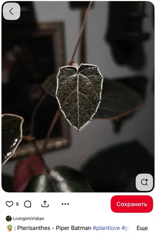 Комнатные растения в Красноярске - Конструкторы в Красноярск