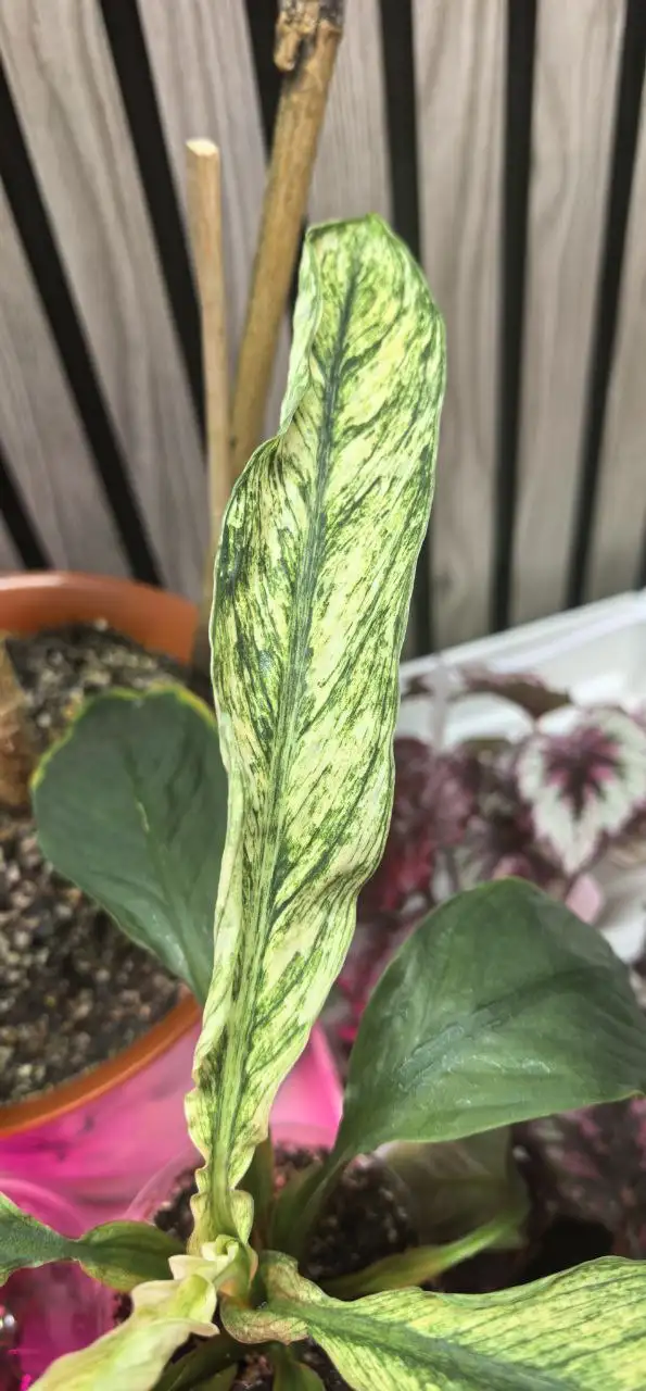 Продажа комнатных растений - Комнатные растения (Хобби и отдых) в Красноярск