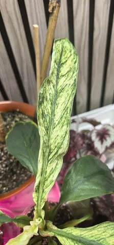 Продажа комнатных растений - Конструкторы в Красноярск