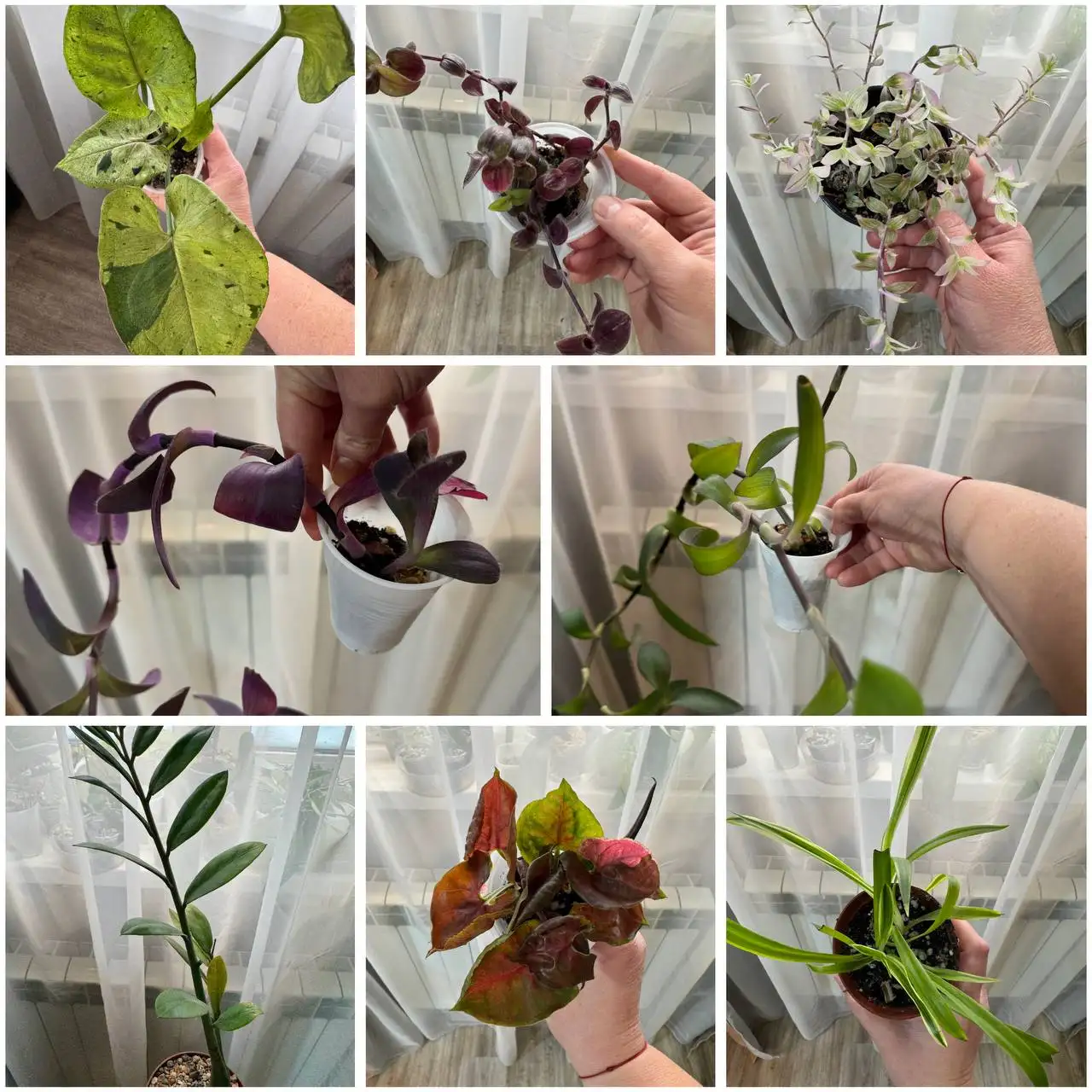 Продам комнатные растения в Красноярске - Комнатные растения (Хобби и отдых) в Красноярск