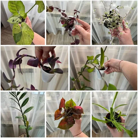 Продам комнатные растения в Красноярске - Садовые фигуры в Красноярск