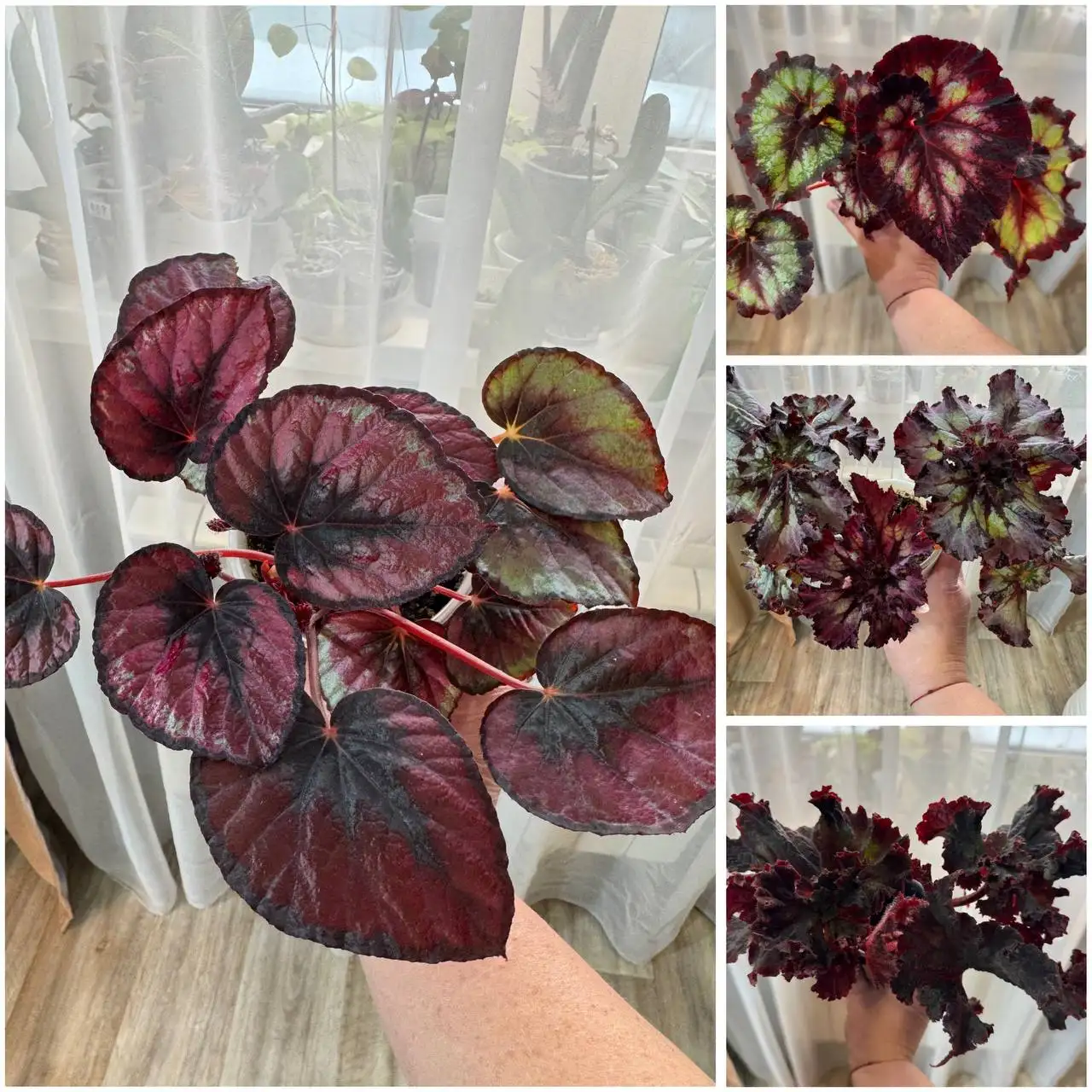 Бегонии комнатные растения - Комнатные растения (Хобби и отдых) в Красноярск