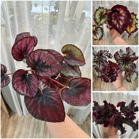 Бегонии комнатные растения - Садовые фигуры в Красноярск