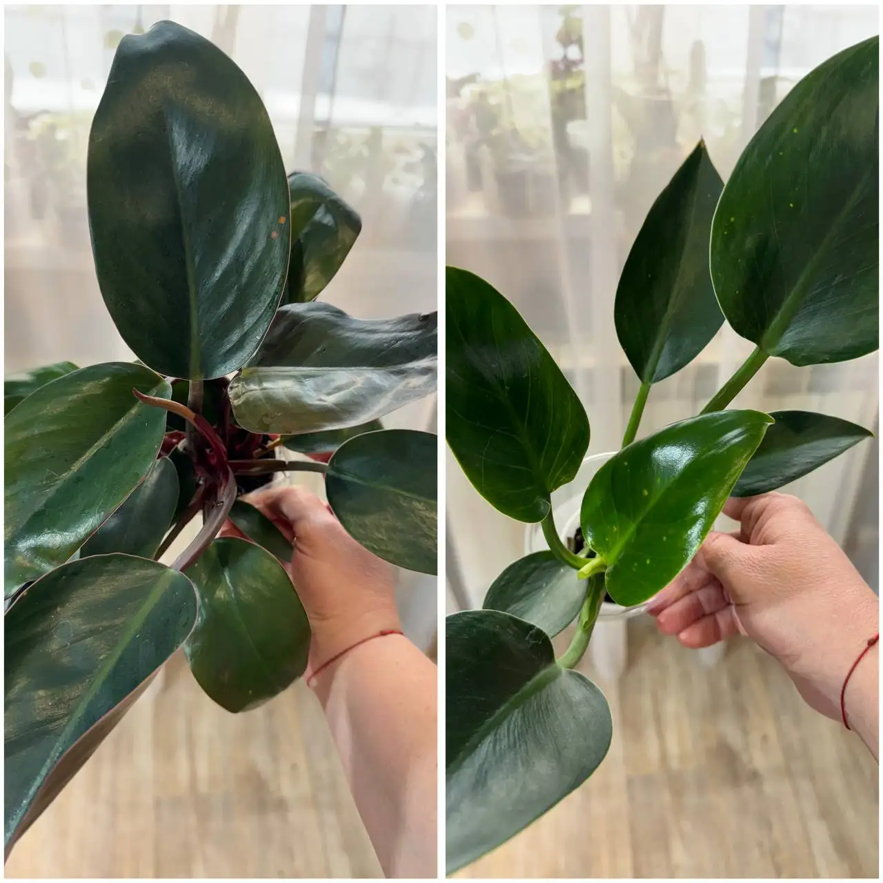 Продажа филодендронов разных размеров - Комнатные растения (Хобби и отдых) в Красноярск