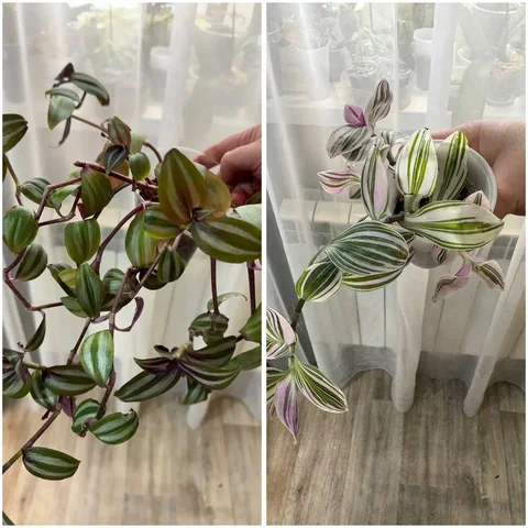 Продажа традесканций в Красноярске - Садовые фигуры в Красноярск