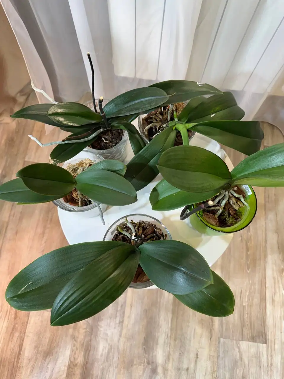 Сортовые орхидеи - Комнатные растения (Хобби и отдых) в Красноярск