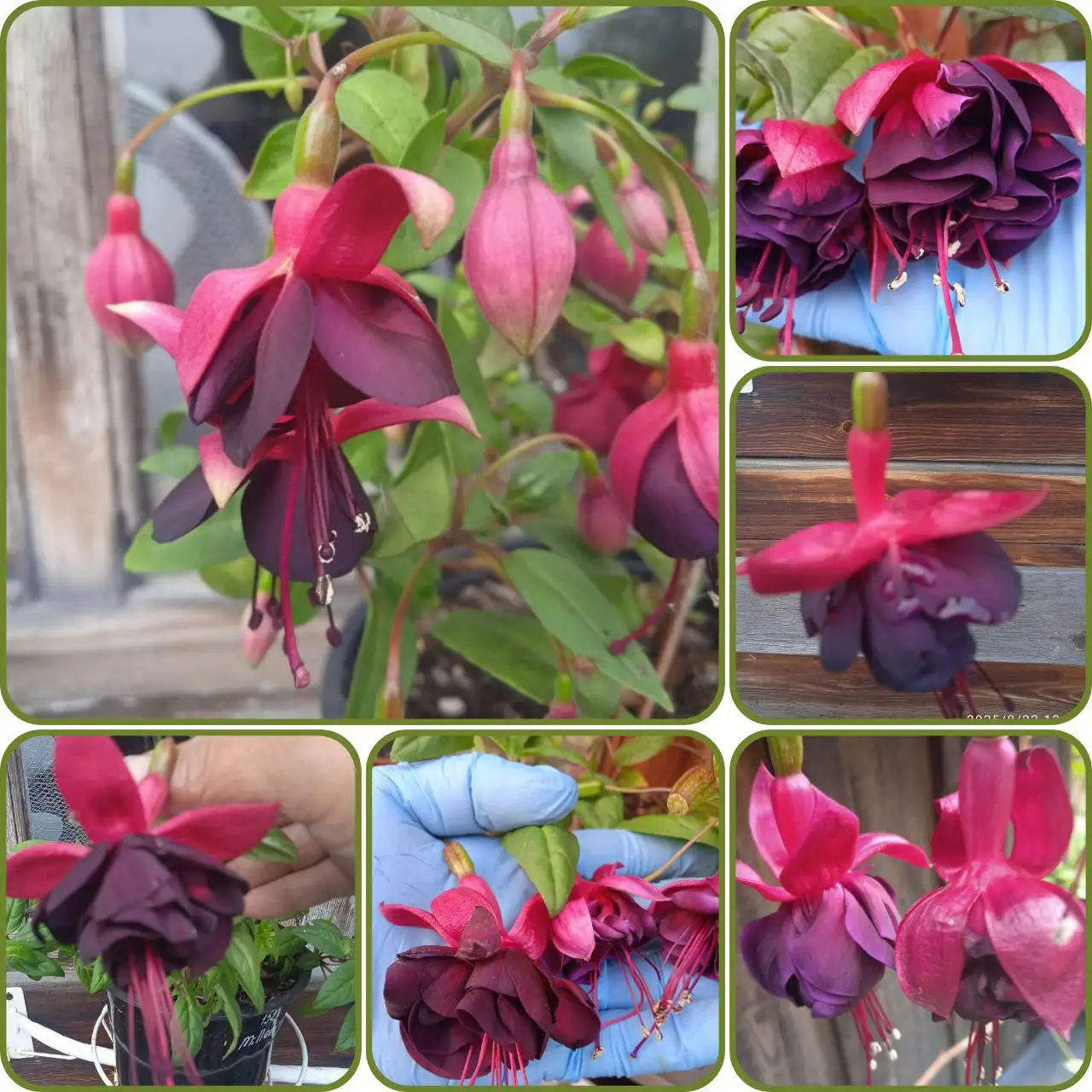 Растения фуксии комнатные - Комнатные растения (Хобби и отдых) в Красноярск