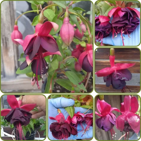 Растения фуксии комнатные - Садовые фигуры в Красноярск