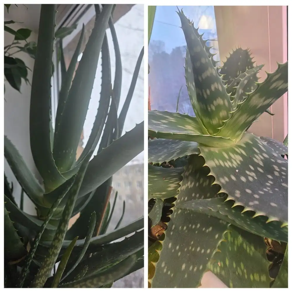 Продам алоэ вера разных возрастов - Комнатные растения (Хобби и отдых) в Красноярск