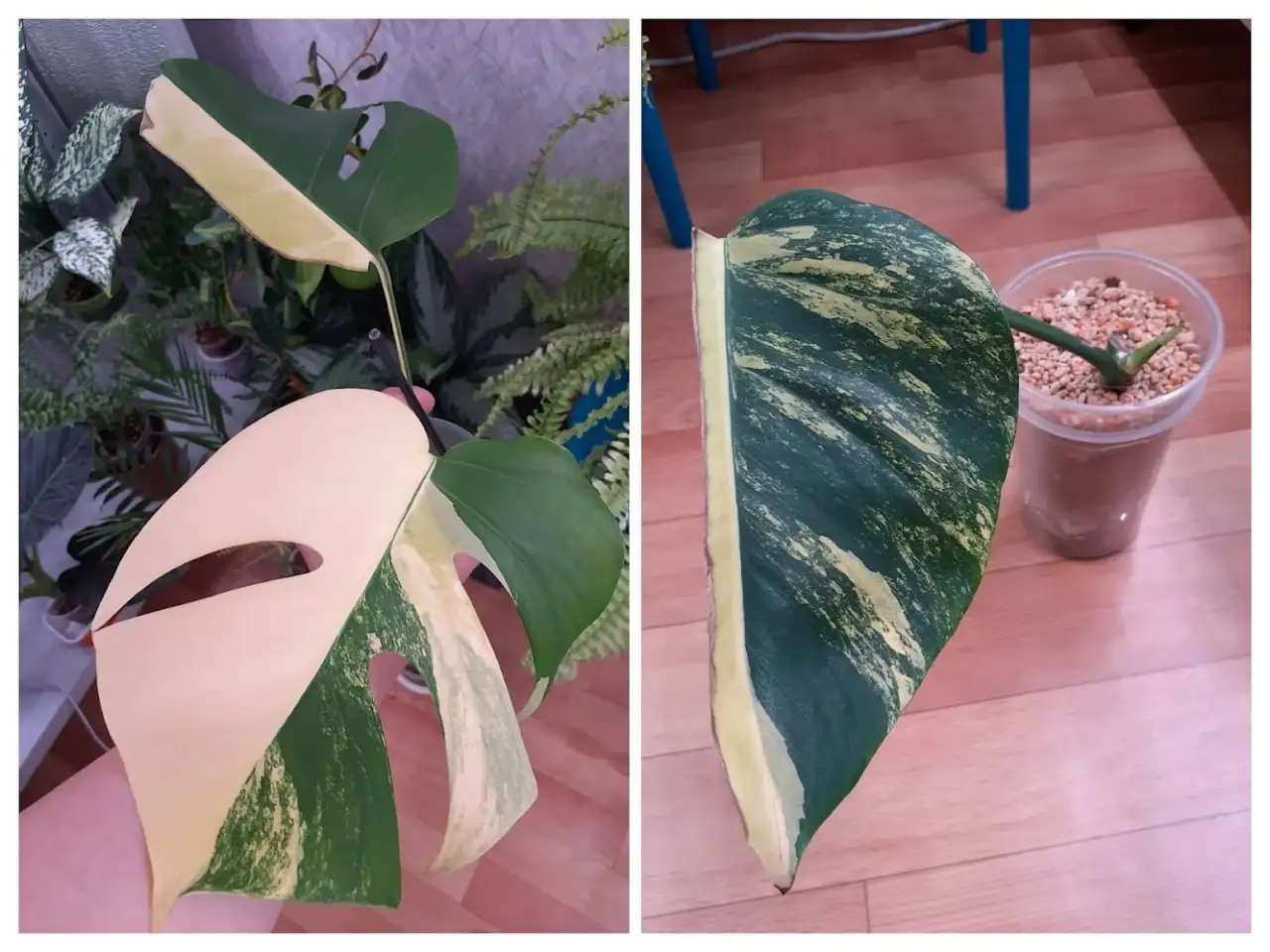 Монстера Еллоу Аурея - Комнатные растения (Хобби и отдых) в Красноярск