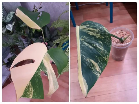 Монстера Еллоу Аурея - Садовые фигуры в Красноярск