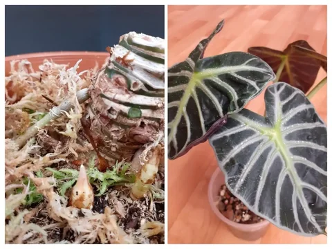 Алоказия Баллон харт с детками - Садовые фигуры в Красноярск