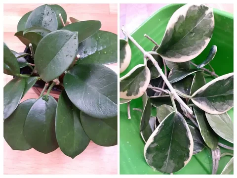 Набор хойечек: Хойя Аустралис и аустралис Блонде - Садовые фигуры в Красноярск