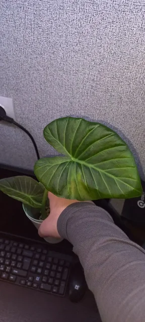 Продажа алоказии регал шилдс - Садовые фигуры в Красноярск