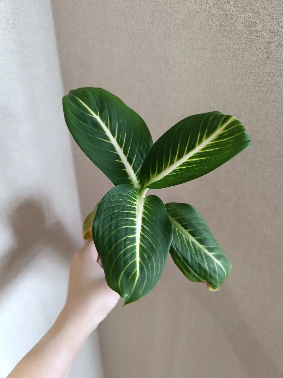 Диффенбахия Baramee Sedthee - Комнатные растения (Хобби и отдых) в Красноярск