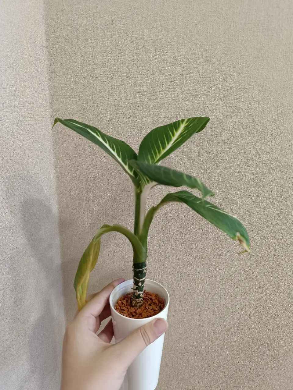 Диффенбахия Baramee Sedthee - Комнатные растения (Хобби и отдых) в Красноярск