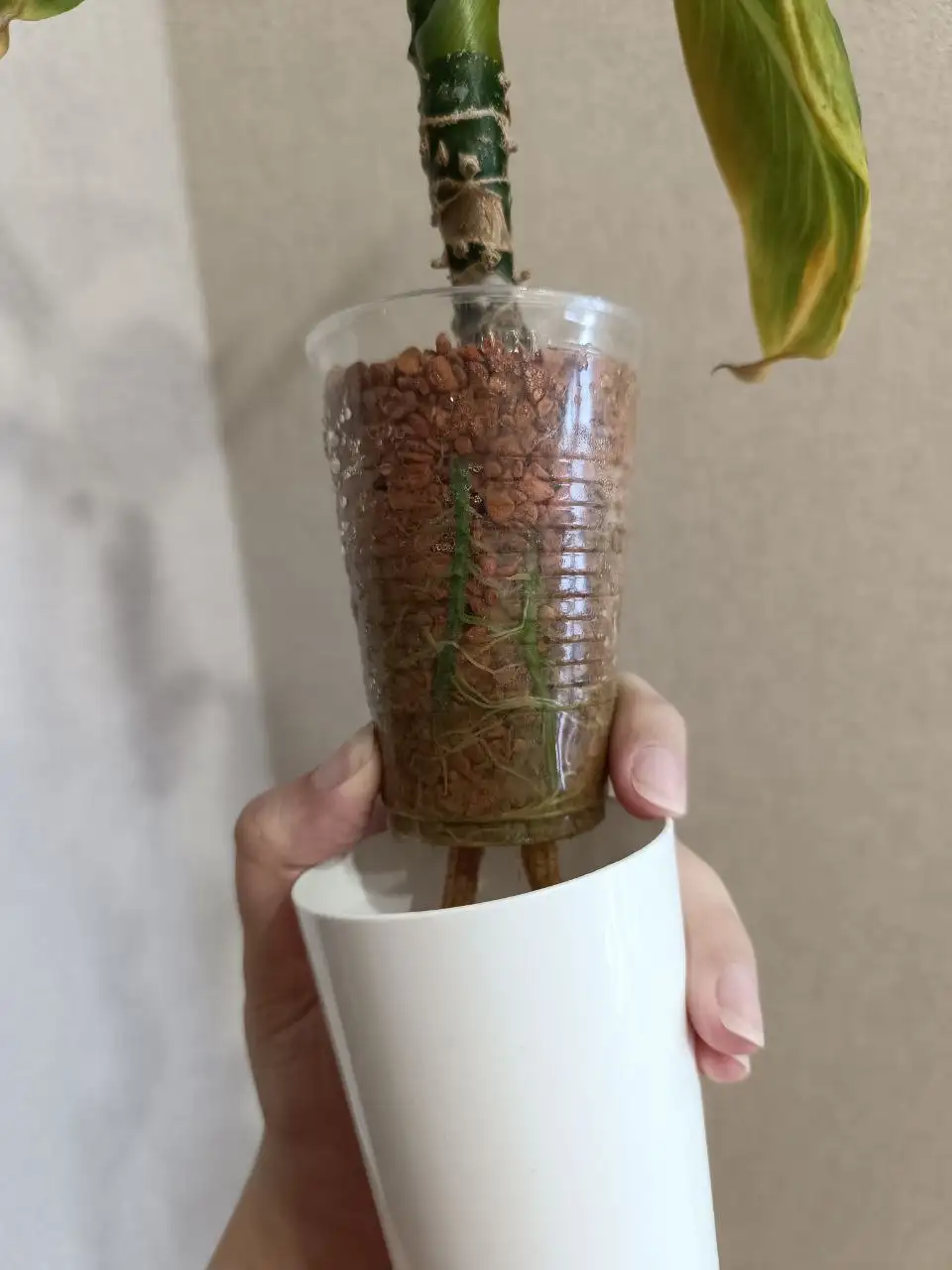 Диффенбахия Baramee Sedthee - Комнатные растения (Хобби и отдых) в Красноярск