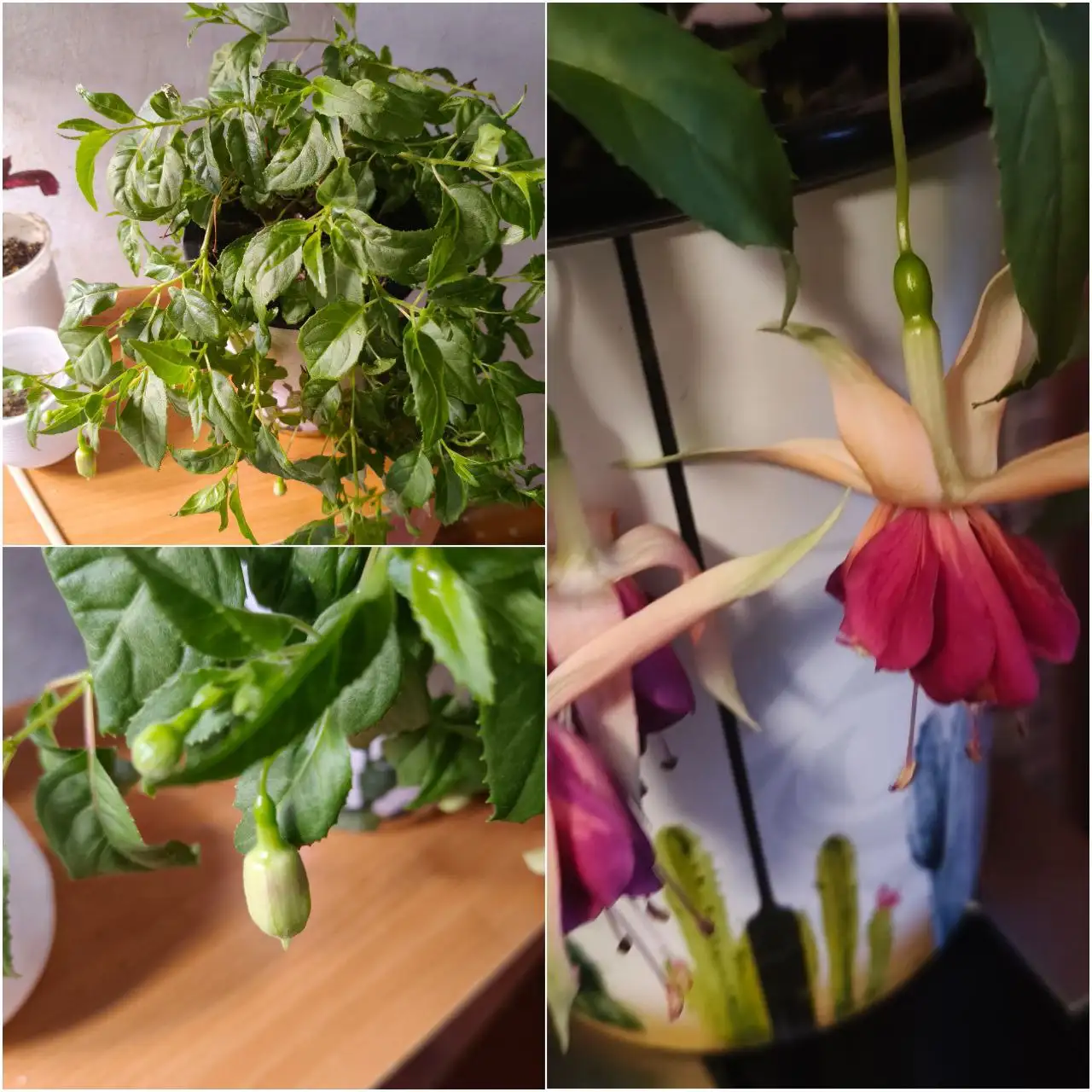 Взрослое растение фуксия с цветением - Комнатные растения (Хобби и отдых) в Красноярск