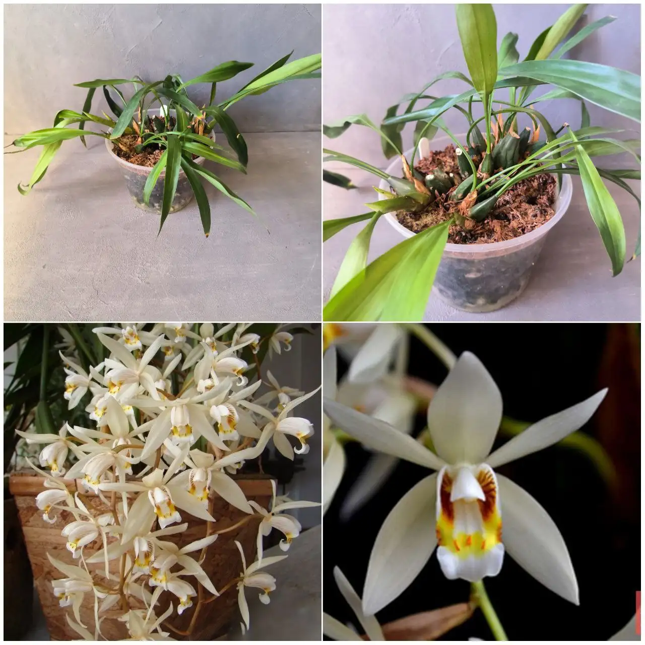 Орхидея Целогина Флассида - Комнатные растения (Хобби и отдых) в Красноярск